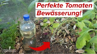 Bewässere unbedingt so deine Tomaten  DIY Tropfbewässerung aus PETFlaschen [upl. by Aramois]