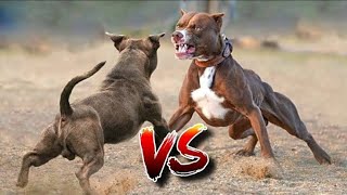 Robert Vs Pitbull  Robert Vs Dogo Argentino  Rottweiler Fighting  German Shepherd Fighting Video [upl. by Handy498]