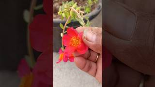 पर्सलेन प्लांट  9 oclock flower plant care  shorts ytviralvideo purslane [upl. by Achilles]