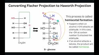 Naming Carbohydrates  Converting Fischer Projecting to Haworth Projections [upl. by Kitrak188]