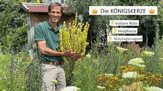 Heilpflanzen für den eigenen Garten  die KÖNIGSKERZE 👑 [upl. by Vidovic]