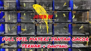 Full spill KENARI GACOR dikandang mas josen [upl. by Yedoc648]