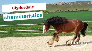 Clydesdale  characteristics origin amp disciplines [upl. by Ledda]