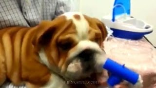 bulldog puppy breathing treatments [upl. by Anivas381]