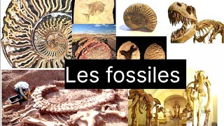 Les fossiles et la fossilisation Questions  Réponses [upl. by Tootsie]