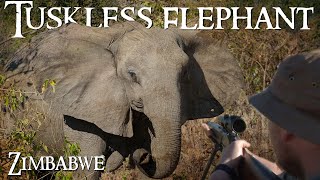 Tuskless Elephant Hunt in Zimbabwe [upl. by Apollus]