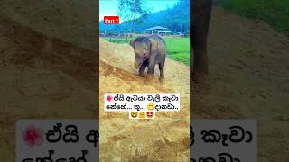 Chiki Chiki Bom Bom Rosa Kele Api ytshorts short trending Song Tiktok shortvideo Elephant 🥰 [upl. by Aisauqal]