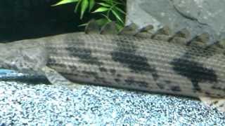 21 inches Monster Polypterus Endlicheri Bichir [upl. by Hatfield]