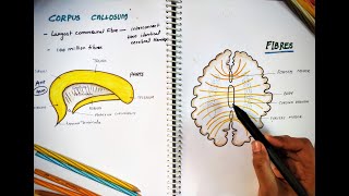 CORPUS CALLOSUM  Parts and Function  Largest Commissure  White Matter  Neuro Anatomy [upl. by Didier]