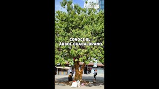 El árbol guadalupano de la glorieta de Insurgentes🌳 [upl. by Ahsinawt763]