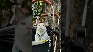 UMR Jakarta 2024 Kalah Dibanding Harga Stroller Kucing Prabowo Subianto [upl. by Ardussi]