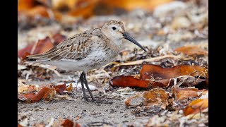 Some Hokkaido Shorebirds [upl. by Gaynor]