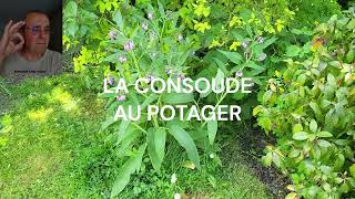 La consoude au potager [upl. by Analed]