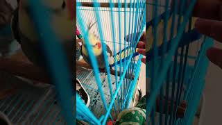 Mera pyaar buddy 😍cockatiel pets parrot shortsvideo [upl. by Sigismund]