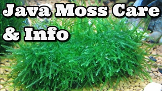 Java Moss Care And Information [upl. by Tlevesor634]