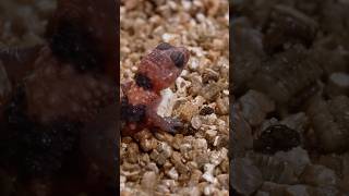 Baby gecko hatches lizard gecko shorts [upl. by Einomrah397]