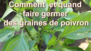 Semer et planter Poivron et Piment  Quand et Comment Comment faire germer des Graines de Poivron [upl. by Lehpar]