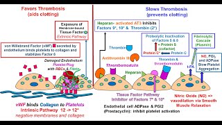 Endothelial Function in Hemostasis [upl. by Langsdon749]