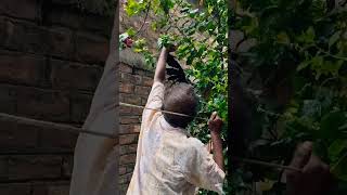 Rescuing a crow stucked in a Tulsi plant [upl. by Myrta80]