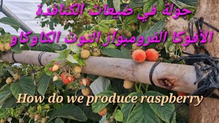 How do we produce Raspberry جولة في ضيعة بضواحي مولاي بوسلهام [upl. by Ettezyl]