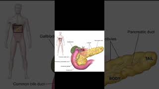 Pancreas Anatomy Structure shorts motivation neet biology anatomy humanbody [upl. by Gothart230]