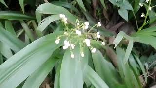 beautiful white Xiphidium flowers [upl. by Helman736]