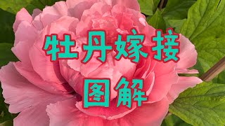 青石话牡丹芍药 牡丹嫁接全过程图示（从工具至窖苗） The whole process of tree peony grafting [upl. by Gut]