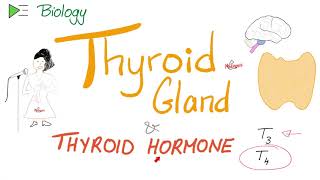 The Thyroid Gland and the Thyroid Hormone T3 amp T4  Endocrine System [upl. by Onilatac]