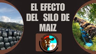 EL EFECTO DEL SILO DE MAÍZ EN LAS TERNERAS [upl. by Ocirema]