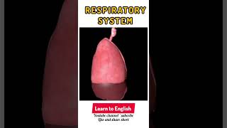 Respiratory systemrespiration humanrespire structure learntoenglish ytshorts viralshorts [upl. by Alleyne]