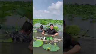 为何种植莲花如此危险😳 farming [upl. by Edras]