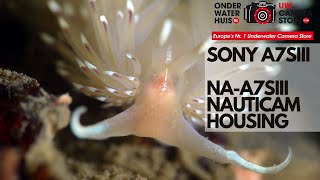 Review Sony a7SIII and Nauticam NAA7SIII Underwater Housing [upl. by Pazice405]