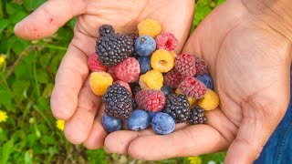 9 Types of Berries You Must Grow in Your Backyard [upl. by Einnahc]