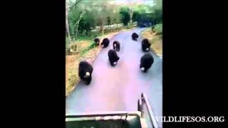 Rescued Sloth Bears Running After a Food Truck [upl. by Blakelee]