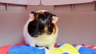 Vlog Getting a New Baby Guinea Pig [upl. by Assenaj571]