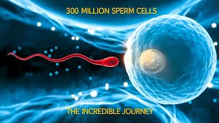 300 Million Sperm Cells The Incredible Journey [upl. by Alba]