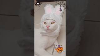 Mis gatos siguen en modo halloween 👻 😹 gatos halloween cat [upl. by Ttam]