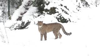 Dieren Safaripark Beekse Bergen in de sneeuw [upl. by Isoais851]