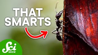 The 8 Most Painful Insect Stings on Earth [upl. by Nohsyt]