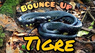 Bounce Up Tigre or Neotropical Rat Snake Spilotes pullatus snake reptile [upl. by Iramohs]