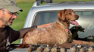 Epagneul Breton hunting quails Hunting seasons 2022 Greece 🇬🇷 [upl. by Richardo]