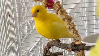 Yellow Canary Bird Singing Whistling Training [upl. by Armington966]