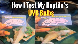 How I Test My Reptiles UVB Bulbs  Rocket The Iguana [upl. by Nacul747]