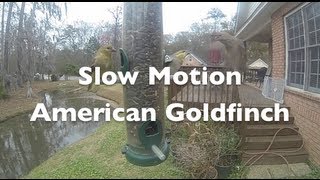 Slow Motion American Goldfinch [upl. by Kozloski264]