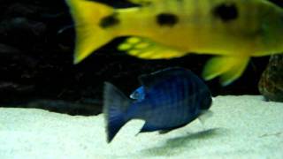 Malawi cichlids 195x55x70 cm tank  III [upl. by Jude]