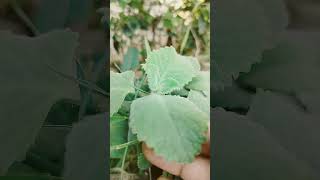 Ajwain plant benifi garden plant motivation viralvideo [upl. by Amiarom974]