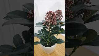 Skimmia Japonica Rubella gardening autumn garden plants 🪴 shortsvideo viralshort subscribe [upl. by Ziegler316]