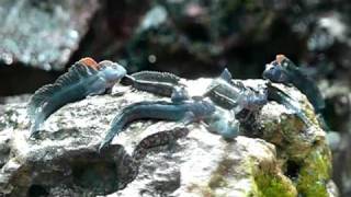 Leaping blenny [upl. by Hyman]