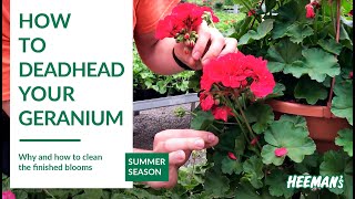 How to Deadhead a Geranium [upl. by Groeg71]