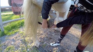 HOW TO pulire lo zoccolo del cavallo in collaborazione con Emma  Ely e Bailando Official [upl. by Halvaard]